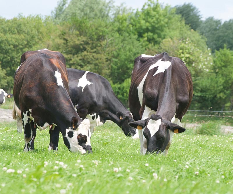 Ferme pilote de Bel Orient - Centre Bretagne